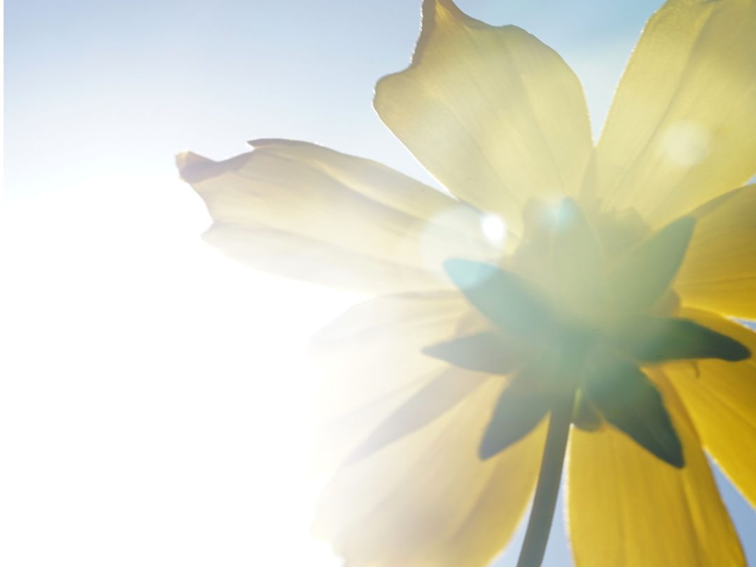 Therapeutische coachopleiding bij Coach Clinic